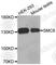 Structural Maintenance Of Chromosomes 6 antibody, A2330, ABclonal Technology, Western Blot image 