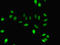Dynamin 1 antibody, LS-C369549, Lifespan Biosciences, Immunofluorescence image 