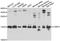 Vesicle Associated Membrane Protein 3 antibody, A7457, ABclonal Technology, Western Blot image 