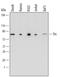 Tyrosine-protein kinase Tec antibody, MAB6519, R&D Systems, Western Blot image 