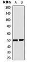 Myosin Regulatory Light Chain Interacting Protein antibody, abx121501, Abbexa, Western Blot image 