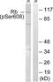 RB Transcriptional Corepressor 1 antibody, abx012584, Abbexa, Western Blot image 