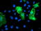 Calponin 2 antibody, TA503688, Origene, Immunofluorescence image 