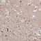 Potassium Voltage-Gated Channel Subfamily Q Member 2 antibody, NBP2-38820, Novus Biologicals, Immunohistochemistry frozen image 