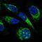 Mitochondrial Ribosomal Protein L23 antibody, NBP2-30918, Novus Biologicals, Immunofluorescence image 