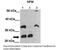 Nucleophosmin 1 antibody, 28-004, ProSci, Enzyme Linked Immunosorbent Assay image 
