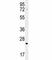 HRas Proto-Oncogene, GTPase antibody, F41616-0.4ML, NSJ Bioreagents, Western Blot image 