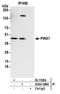 PIN2 (TERF1) Interacting Telomerase Inhibitor 1 antibody, A304-389A, Bethyl Labs, Immunoprecipitation image 