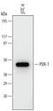 Pancreatic And Duodenal Homeobox 1 antibody, MAB2419, R&D Systems, Western Blot image 