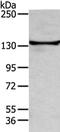 Tripartite Motif Containing 24 antibody, orb525196, Biorbyt, Western Blot image 