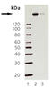 RAC3 antibody, ADI-905-706-100, Enzo Life Sciences, Western Blot image 