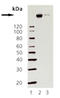 Nuclear Receptor Coactivator 3 antibody, ADI-905-706-100, Enzo Life Sciences, Western Blot image 