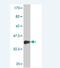 Mix Paired-Like Homeobox antibody, H00083881-M02, Novus Biologicals, Western Blot image 