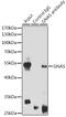 GNAS Complex Locus antibody, GTX32629, GeneTex, Immunoprecipitation image 