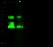 Cathepsin D antibody, 50127-RP02, Sino Biological, Western Blot image 