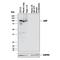 Aryl Hydrocarbon Receptor antibody, AF6697, R&D Systems, Western Blot image 