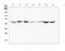 Transforming Growth Factor Beta 2 antibody, A00892-1, Boster Biological Technology, Western Blot image 