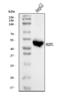 Heparan sulfate 2-O-sulfotransferase 1 antibody, A11487, Boster Biological Technology, Western Blot image 