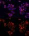 Beta-1,4-Galactosyltransferase 4 antibody, GTX66282, GeneTex, Immunofluorescence image 