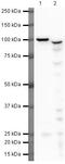 Piwi Like RNA-Mediated Gene Silencing 1 antibody, PA5-19457, Invitrogen Antibodies, Western Blot image 