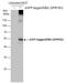 G Protein-Coupled Receptor 183 antibody, GTX129711, GeneTex, Western Blot image 