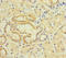 Transmembrane Protein 95 antibody, LS-C394888, Lifespan Biosciences, Immunohistochemistry paraffin image 