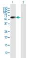 Lysyl Oxidase Like 1 antibody, H00004016-B01P, Novus Biologicals, Western Blot image 