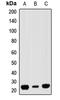 RAP1A, Member Of RAS Oncogene Family antibody, LS-C668671, Lifespan Biosciences, Western Blot image 