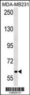 Transient Receptor Potential Cation Channel Subfamily C Member 4 Associated Protein antibody, 60-059, ProSci, Western Blot image 