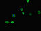 Forkhead Box G1 antibody, orb41813, Biorbyt, Immunocytochemistry image 
