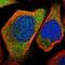 Kelch Domain Containing 1 antibody, NBP1-82616, Novus Biologicals, Immunofluorescence image 