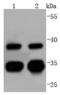 Cell Division Cycle 34 antibody, A03038-1, Boster Biological Technology, Western Blot image 