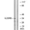 Interleukin 20 Receptor Subunit Beta antibody, PA5-49927, Invitrogen Antibodies, Western Blot image 