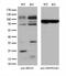 RAS Related antibody, M04310, Boster Biological Technology, Western Blot image 