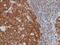 POU Class 2 Homeobox Associating Factor 1 antibody, NBP2-77435, Novus Biologicals, Immunohistochemistry frozen image 