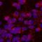 Unc-5 Netrin Receptor A antibody, AF1405, R&D Systems, Immunofluorescence image 