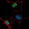 Kruppel Like Factor 4 antibody, abx031665, Abbexa, Immunocytochemistry image 