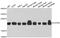 COP9 Signalosome Subunit 8 antibody, A12745, ABclonal Technology, Western Blot image 