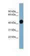 Haptoglobin antibody, orb333714, Biorbyt, Western Blot image 