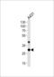 Junctional Adhesion Molecule 2 antibody, LS-C165350, Lifespan Biosciences, Western Blot image 