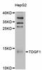 Teratocarcinoma-Derived Growth Factor 1 antibody, abx126686, Abbexa, Western Blot image 