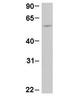 Zinc Finger And BTB Domain Containing 7B antibody, PA1-24492, Invitrogen Antibodies, Western Blot image 