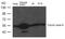 Tubulin Beta 3 Class III antibody, 79-720, ProSci, Western Blot image 