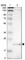 Lipopolysaccharide Induced TNF Factor antibody, HPA006960, Atlas Antibodies, Western Blot image 