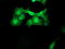 Meis Homeobox 3 antibody, TA800231, Origene, Immunofluorescence image 