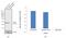 Growth Factor Receptor Bound Protein 2 antibody, PA1-9051, Invitrogen Antibodies, Western Blot image 