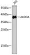 Aldolase, Fructose-Bisphosphate A antibody, 13-076, ProSci, Western Blot image 