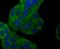 Synuclein Gamma antibody, A03523-3, Boster Biological Technology, Immunocytochemistry image 