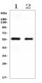 Cytochrome P450 Family 2 Subfamily E Member 1 antibody, A00672, Boster Biological Technology, Western Blot image 