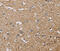 Phosphatidylinositol-5-Phosphate 4-Kinase Type 2 Alpha antibody, MBS2518060, MyBioSource, Immunohistochemistry frozen image 